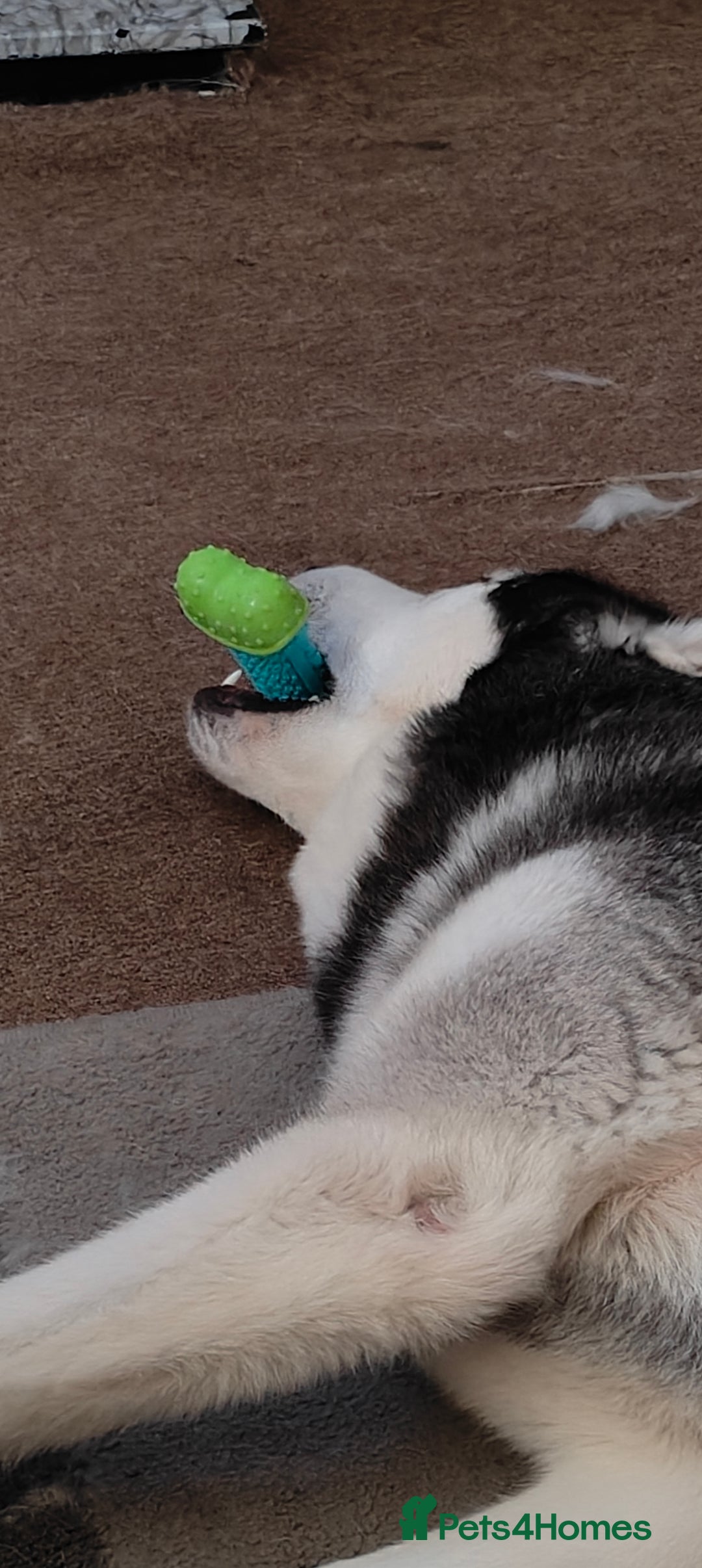 Siberian Husky dogs for sale: Loving 2-Year Old Husky Looking for a Forever Home - Image 6