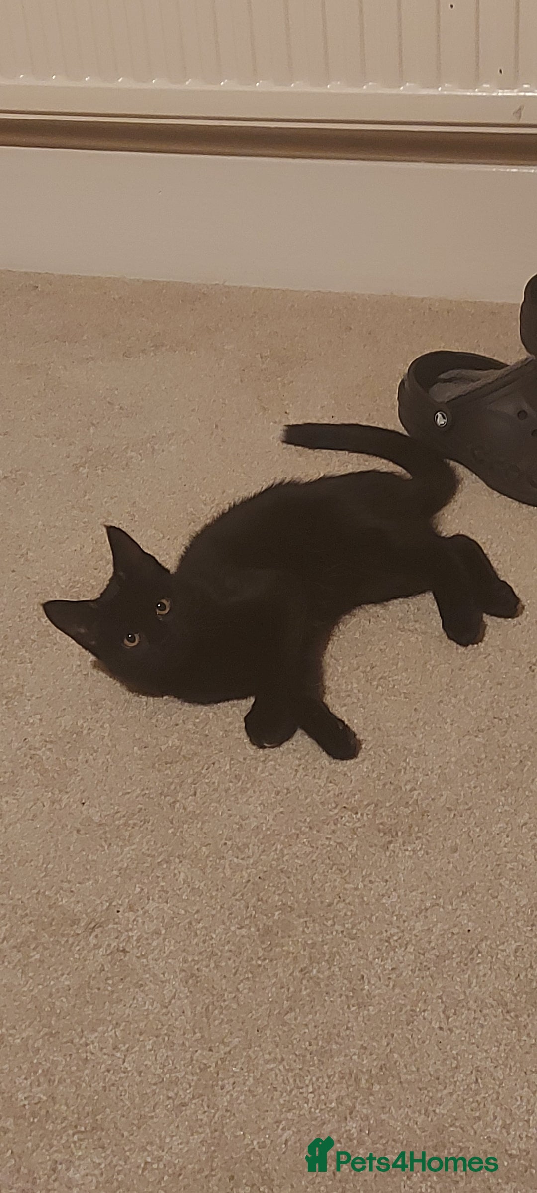 Domestic Shorthair cats for sale: Salem*please read description* - Advert 3