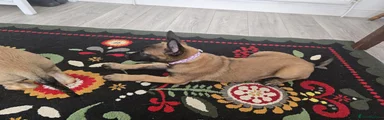 Purple collar puppy