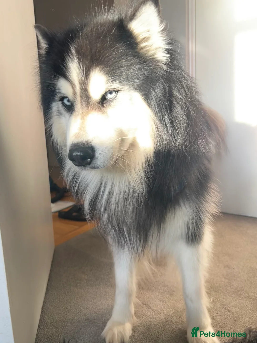 Siberian Husky dogs for stud: Woolly husky available for stud - Advert 4