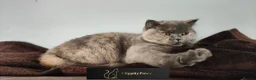 British Shorthair cats for sale: GCCF REGISTERED CHUNKY BRITISH SHORTHAIR KITTENS  - Advert 2