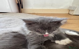 Maine Coon cats for sale: TICA registered large MaineCoon polydactyl kittens - Image 35