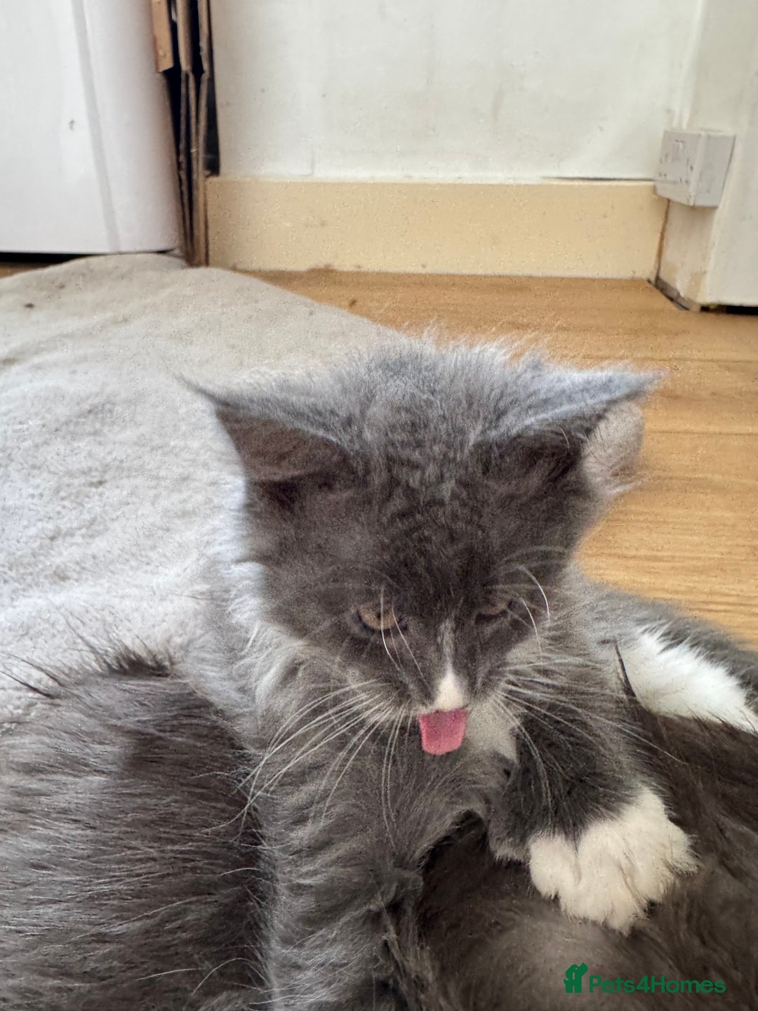 Maine Coon cats for sale: TICA registered large MaineCoon polydactyl kittens - Image 35