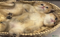 British Shorthair cats for sale: Top Quality golden BSH babies  - Image 1