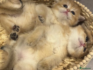 British Shorthair cats - Advert 2