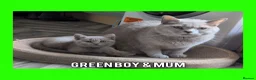 British Shorthair cats for sale: Stunning Lilac British Shorthair Kittens For Sale - Advert 22