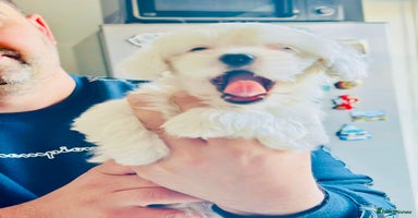 Bichon Frise dogs - Advert 10