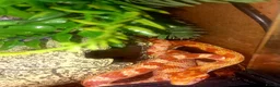 Corn Snake reptiles for sale: Corn snakes forsale 2025 corn snakes 2026 clutches - Advert 4