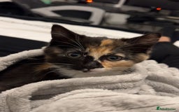 Mixed Breed cats for sale: Cute kittens  - Advert 2