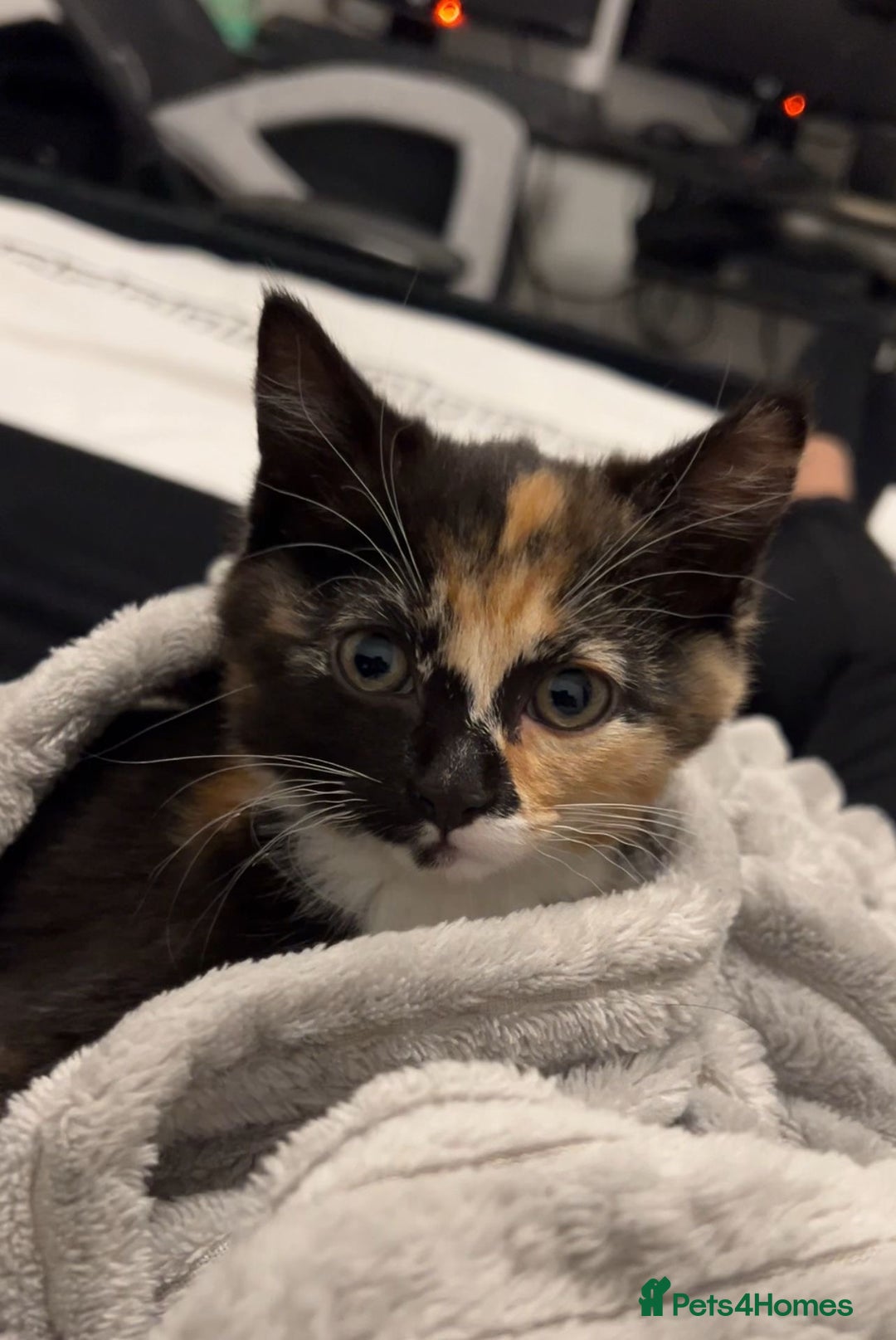 Mixed Breed cats for sale: Cute kittens  - Advert 2