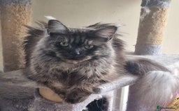 Maine Coon cats for sale: Maine Coon black smoke Queen  - Image 1
