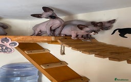 Sphynx cats for sale: Tica registered Sphynx  - Image 15