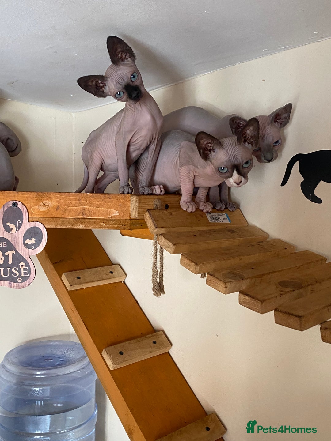 Sphynx cats for sale: Tica registered Sphynx  - Image 15