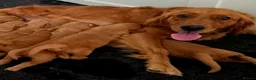 Golden Retriever dogs for sale: Special little girl - Advert 2