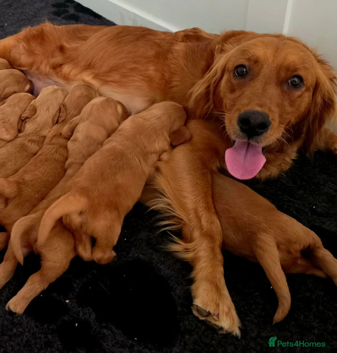 Golden Retriever dogs for sale: Special little girl - Advert 2
