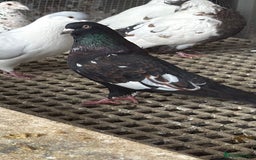 Pigeons birds for sale: Pigeons - Image 17