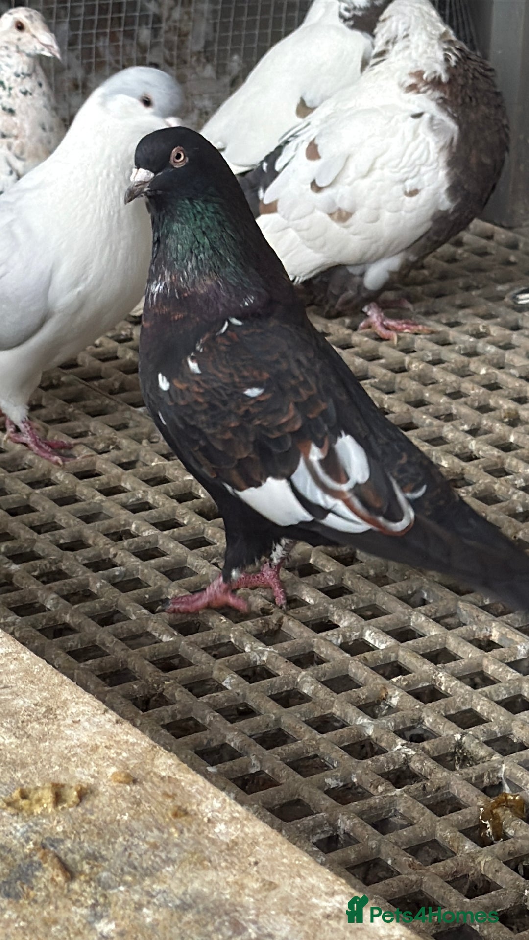 Pigeons birds for sale: Pigeons - Image 17