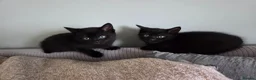 Mixed Breed cats for sale: Domestic short hair X British blue  - Advert 6