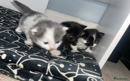 British Longhair cats for sale: Kittens for sale  - Image 3