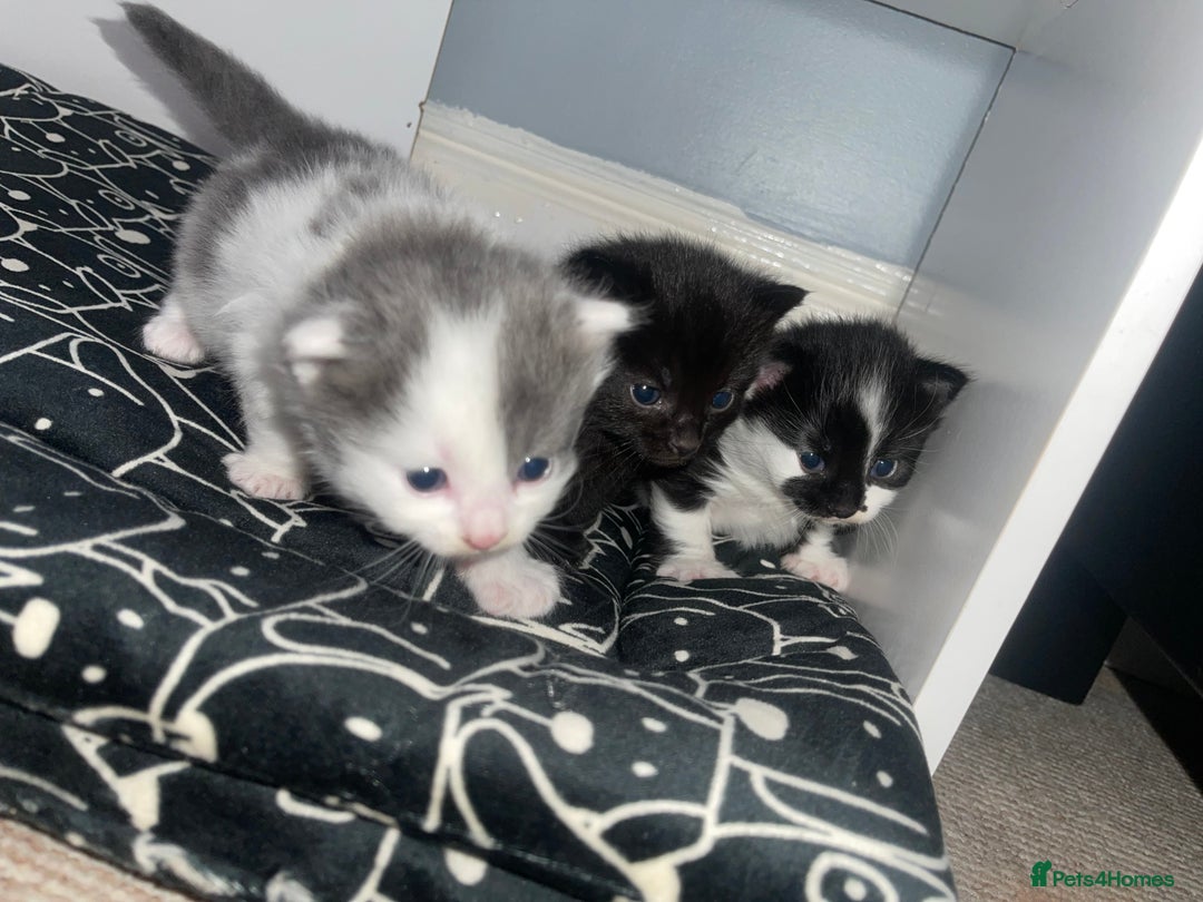British Longhair cats for sale: Kittens for sale  - Image 3