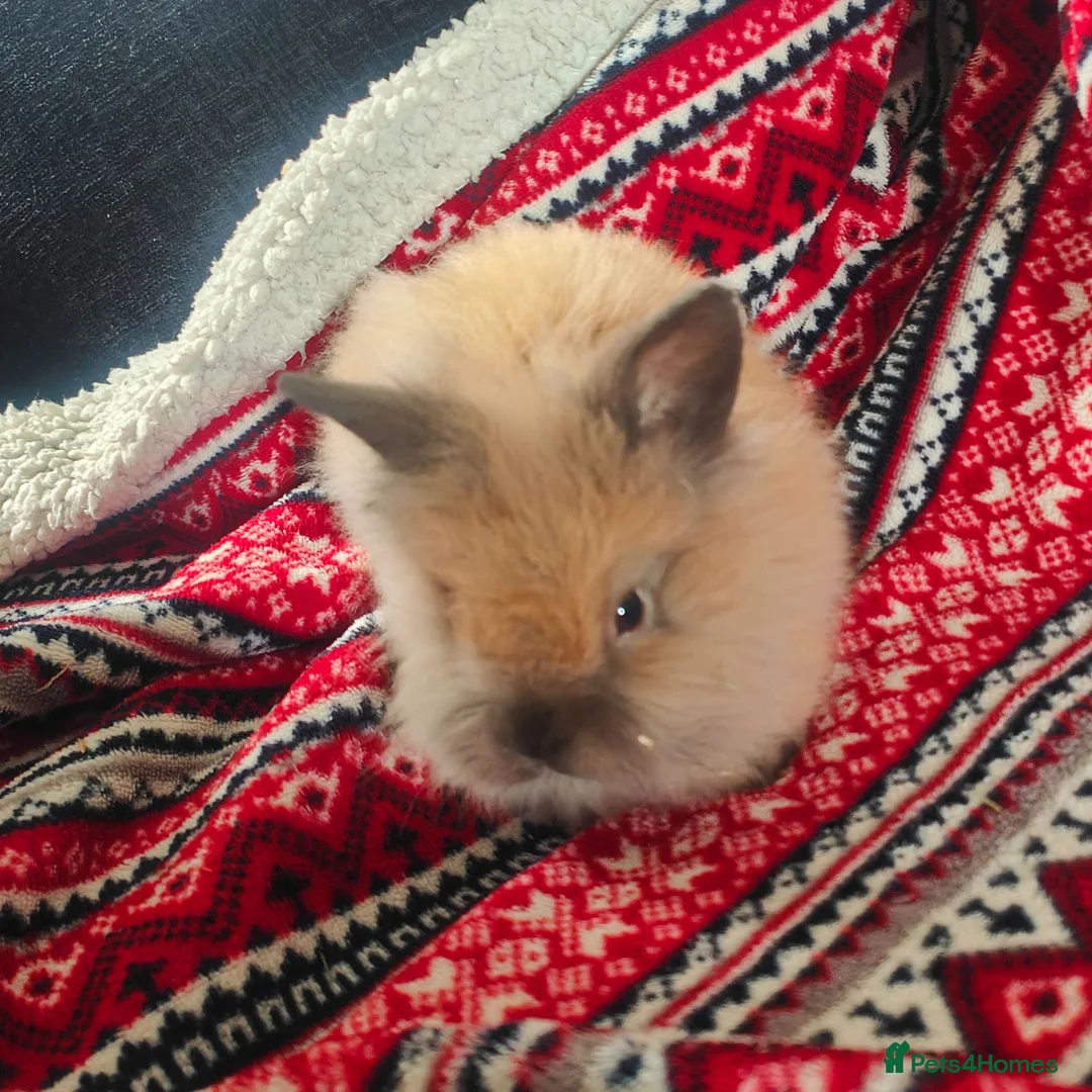 Lionhead rabbits for sale: Lion head  in Chester-le-Street - Advert 2