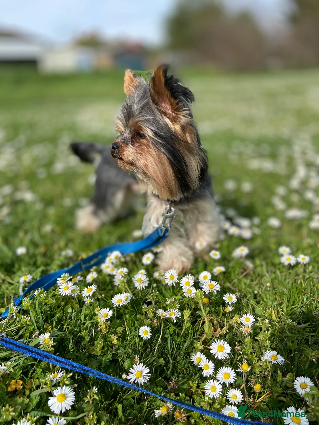 Yorkshire Terrier dogs for stud: Rocky in Hornchurch - Advert 21
