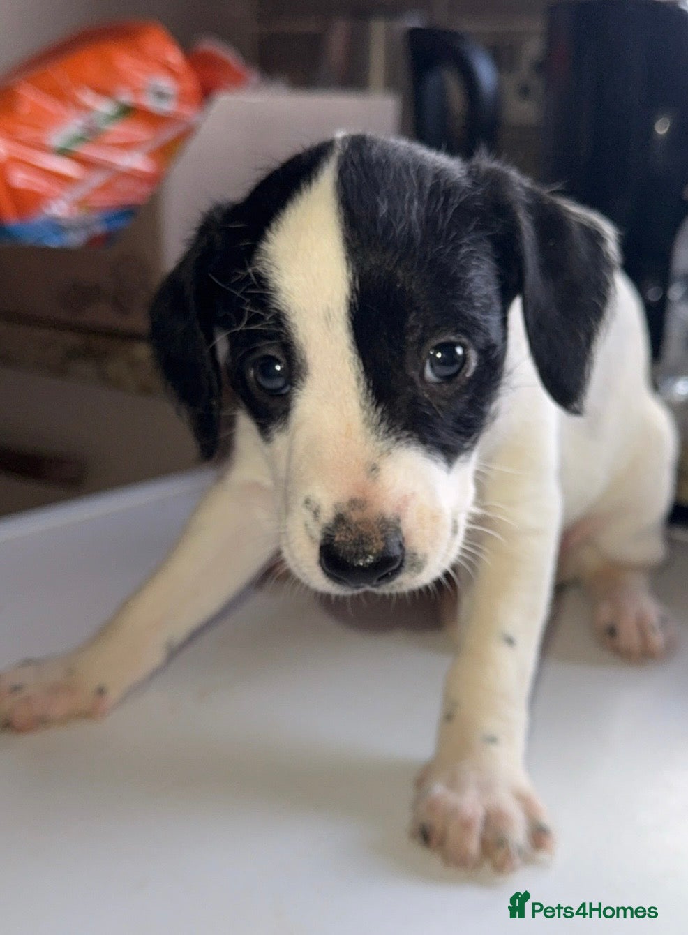 Mixed Breed dogs Pointer/spaniel cross Bedlington  - Advert 5