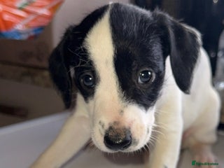 Mixed Breed dogs Pointer/spaniel cross Bedlington - Advert 5