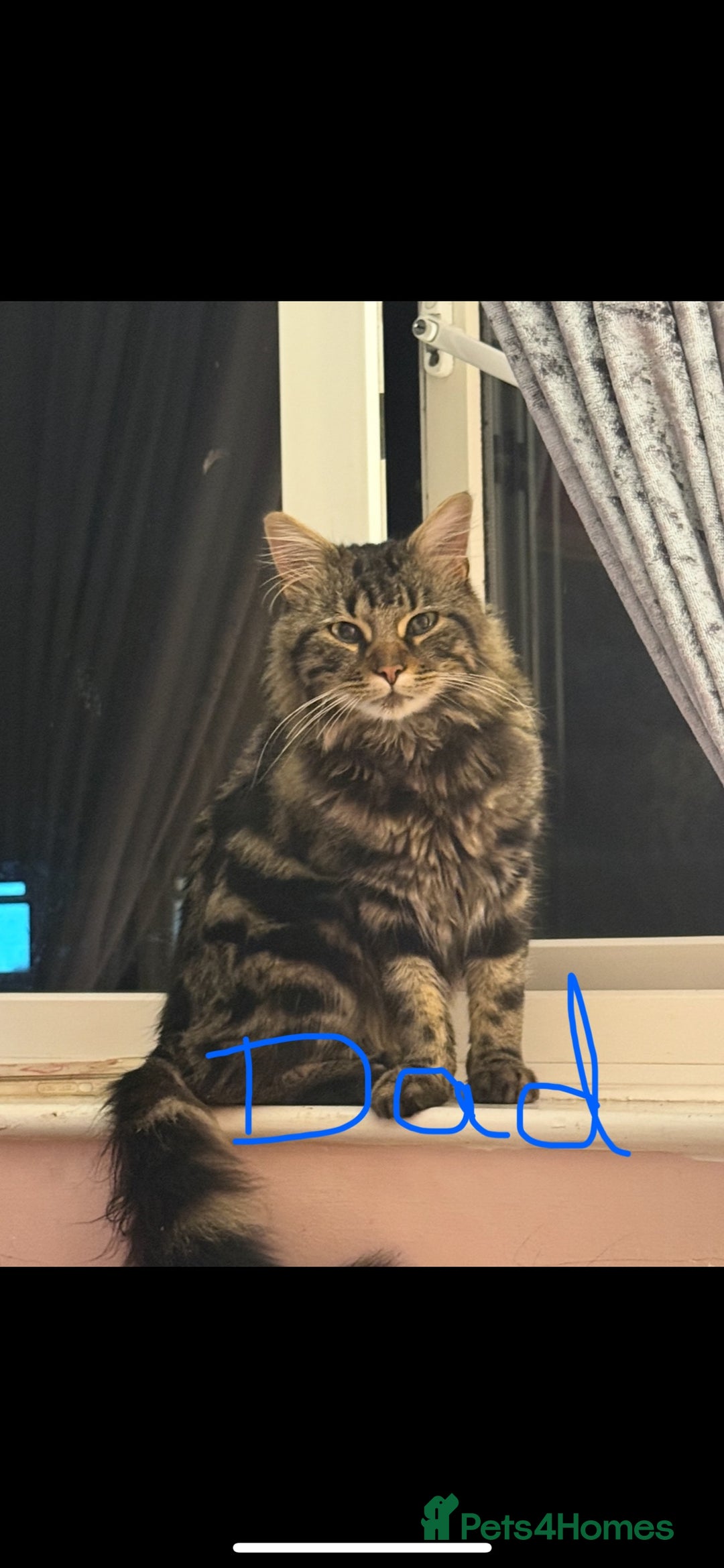 Mixed Breed cats for sale: Maine coon mix kittens - Advert 3