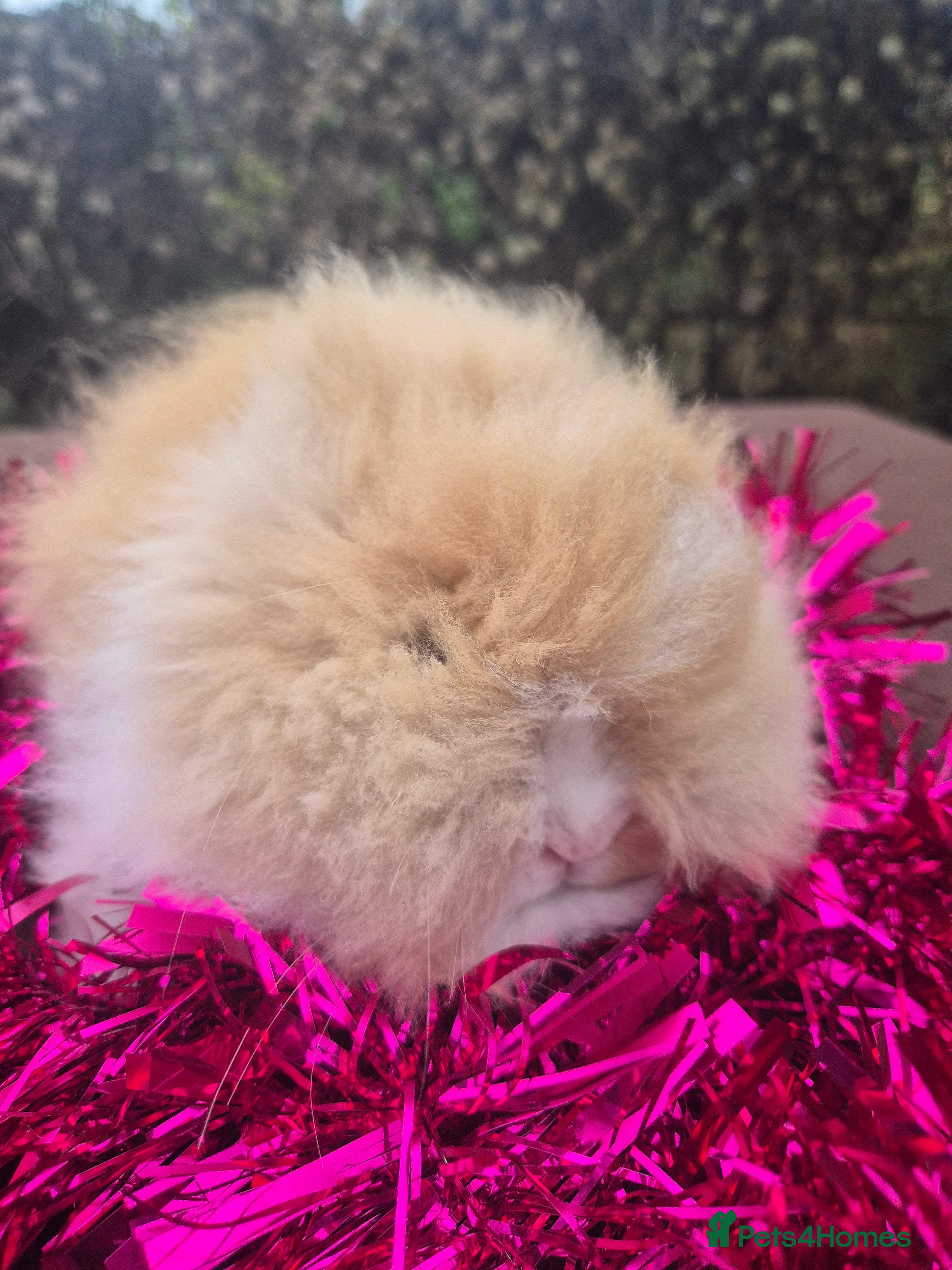 Angora rabbits Teddydwerg babies 💓💙 READY NOW 😍  - Advert 1