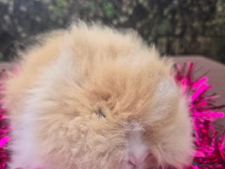 Angora rabbits Teddydwerg babies 💓💙 READY NOW 😍 - Advert 12