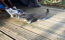 Mixed Breed cats for sale: Lovely Kitten for sale only 50£  - Image 14