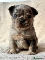 French Bulldog dogs Fluffy Frenchbulldogs - Advert 5