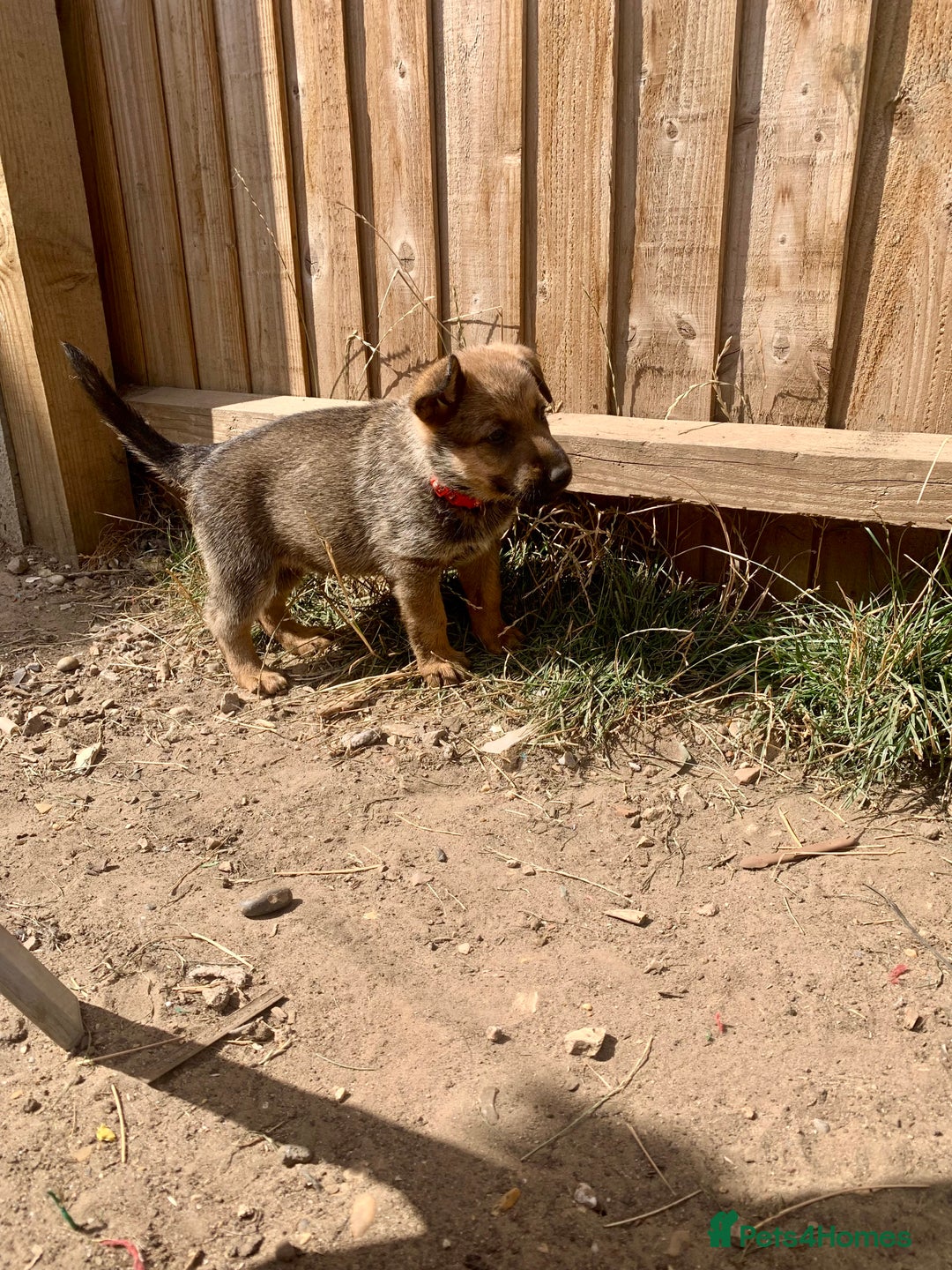 Mixed Breed dogs for sale: German Shepard X Dutch Herder Puppies - Image 10