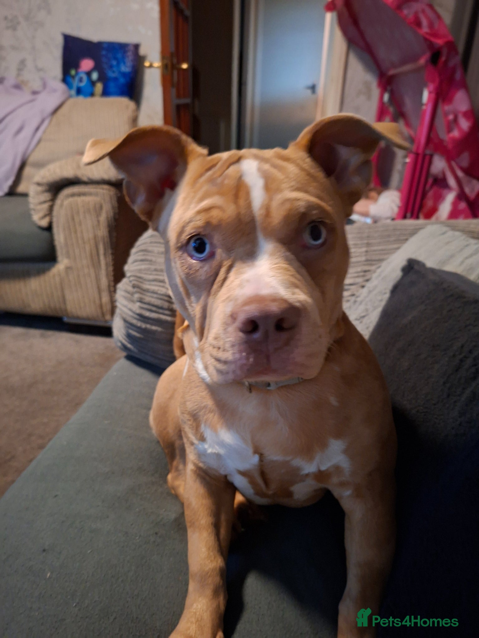 Mixed Breed dogs Beautiful girls needs a new home  - Advert 1