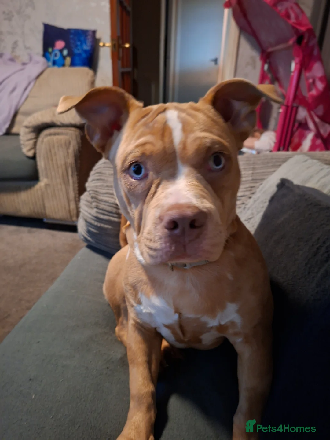 Mixed Breed dogs for sale: Beautiful girls needs a new home  - Advert 1