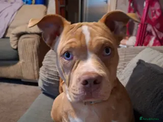 Mixed Breed dogs Beautiful girls needs a new home - Advert 1