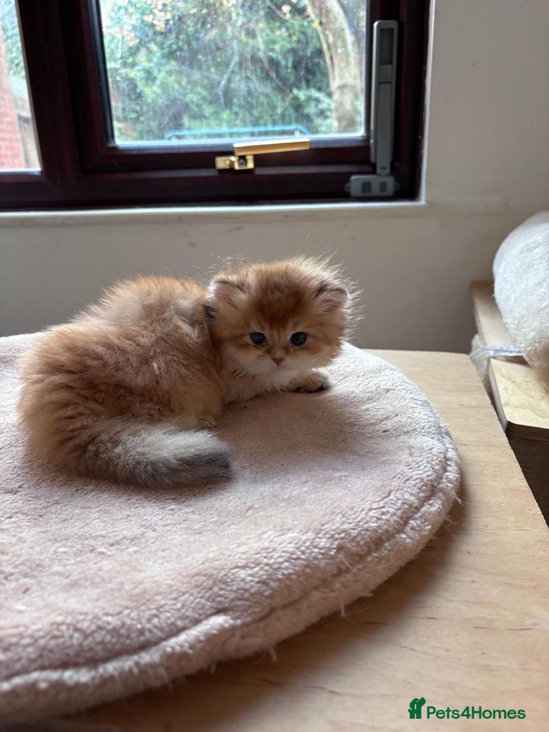 British Shorthair cats for sale: GCCFreg BSH & BLH Chocolate & Black Golden Kittens - Advert 39