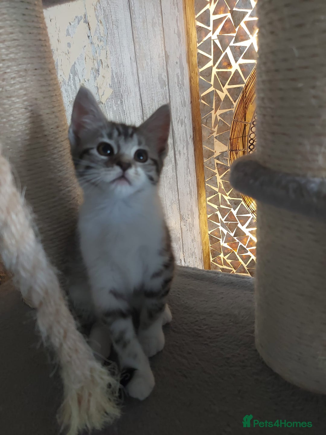 Maine Coon cats for sale: Beautiful X Maine-coon kittens 😸 ♥️ 😍 ❤️ - Image 4