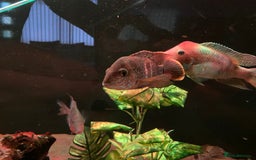 Cichlids fish for sale: Green Terror (Gold Saum variant) for sale - Image 3