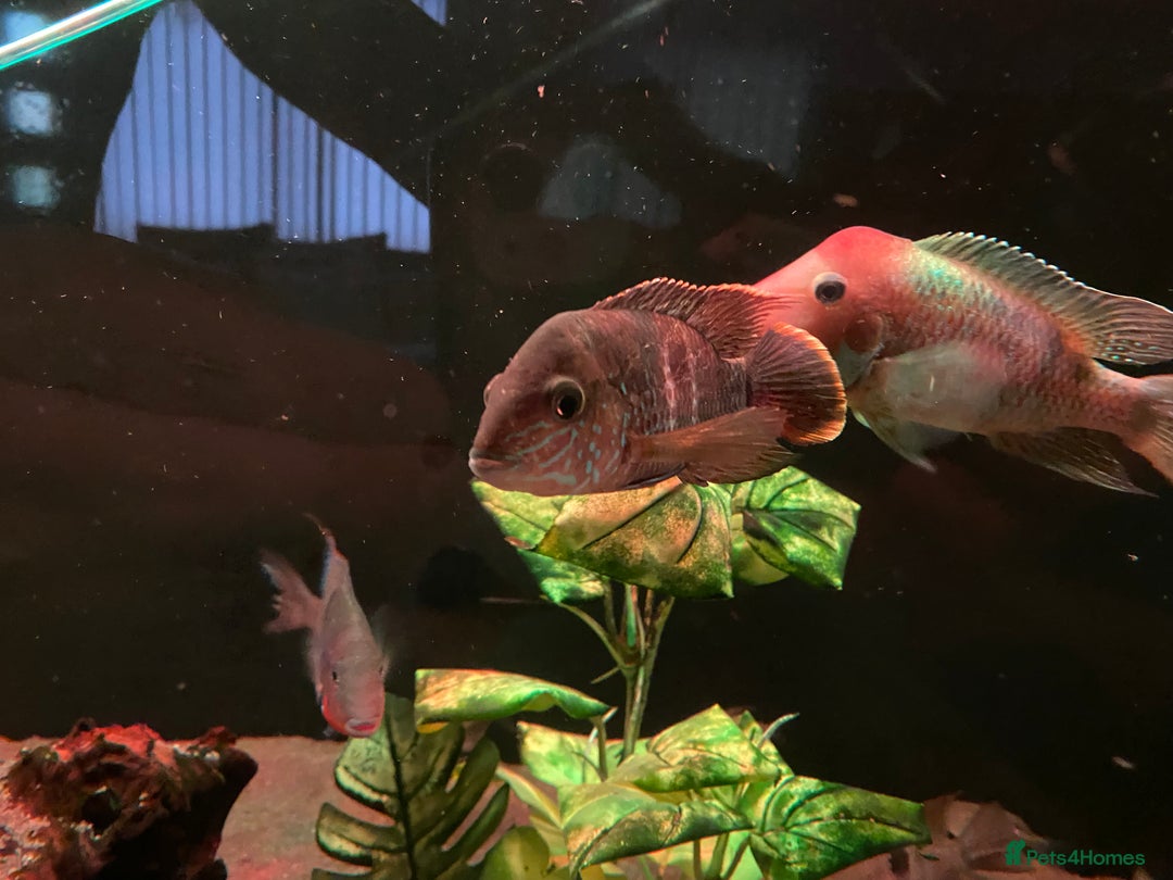 Cichlids fish for sale: Green Terror (Gold Saum variant) for sale - Image 3
