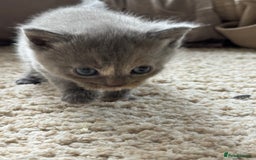 British Longhair cats for sale: 3 beautiful blue eyed British longhair - Image 7