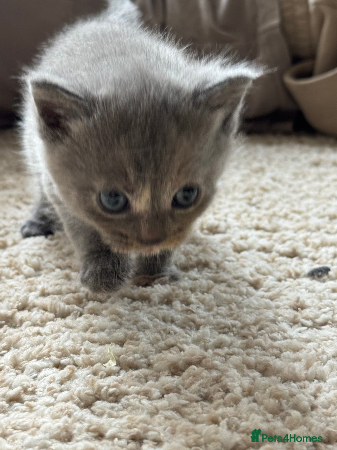 British Longhair cats for sale: 3 beautiful blue eyed British longhair - Image 7