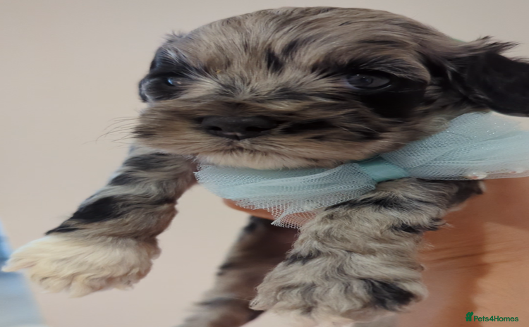 Cockapoo dogs - Advert 1