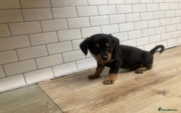 Mixed Breed dogs for sale: Dachshund and Pomeranian - Image 3