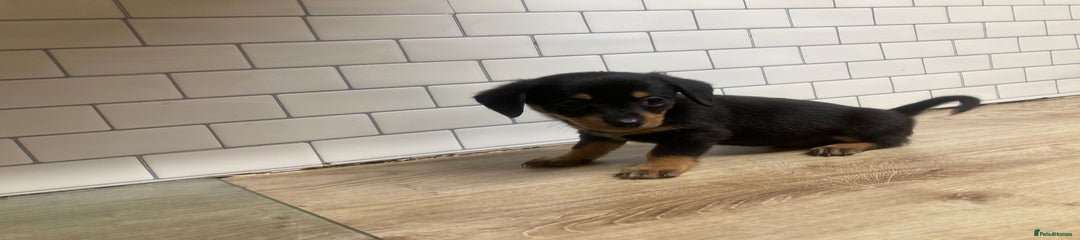 Mixed Breed Puppy 5