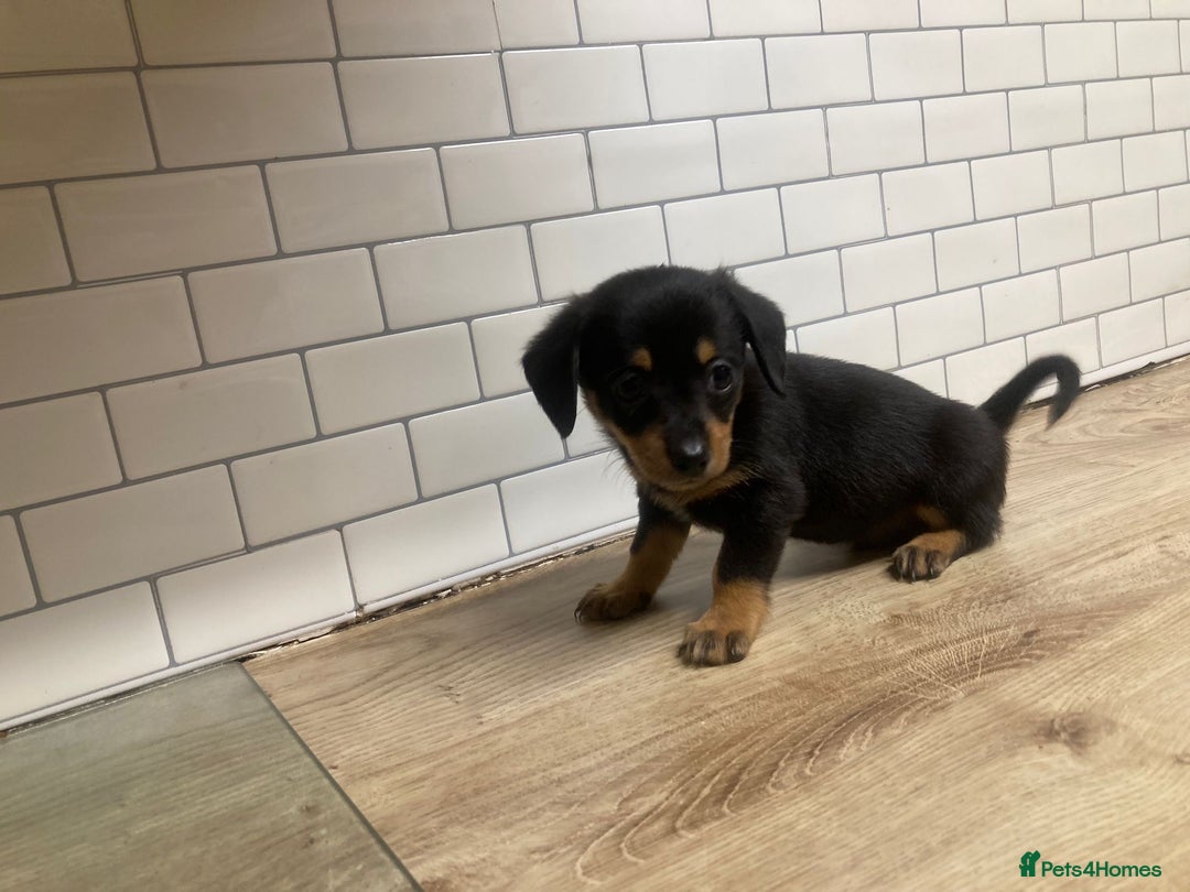 Mixed Breed dogs for sale: Dachshund and Pomeranian - Image 3