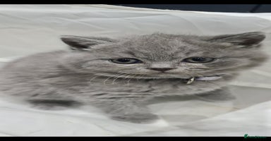 British Shorthair cats - Advert 9