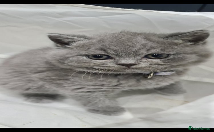 British Shorthair cats - Advert 14