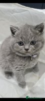 British Shorthair cats - Advert 9